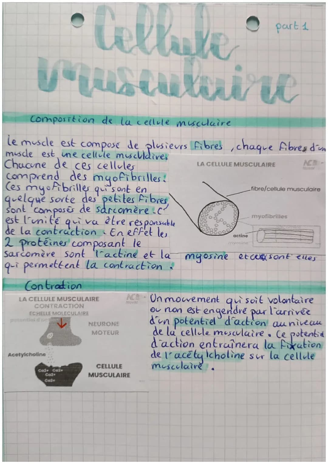 Celluke
Musculaire
Composition de la cellule musculaire
le muscle est compose de plusieurs fibres, chaque fibres d'un
muscle est une cellule