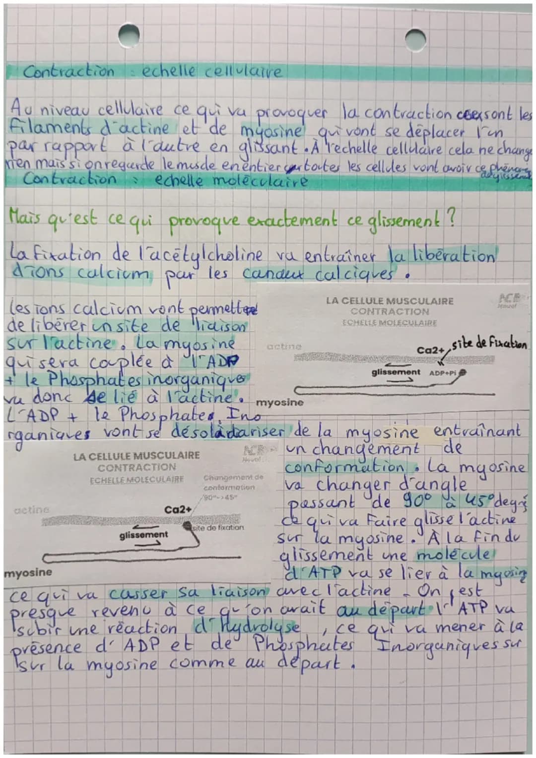 Celluke
Musculaire
Composition de la cellule musculaire
le muscle est compose de plusieurs fibres, chaque fibres d'un
muscle est une cellule