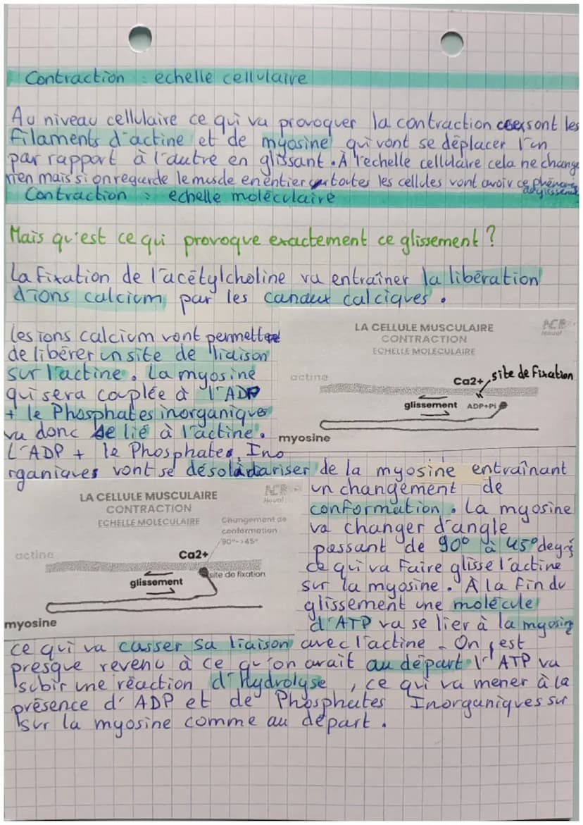 Celluke
Musculaire
Composition de la cellule musculaire
le muscle est compose de plusieurs fibres, chaque fibres d'un
muscle est une cellule