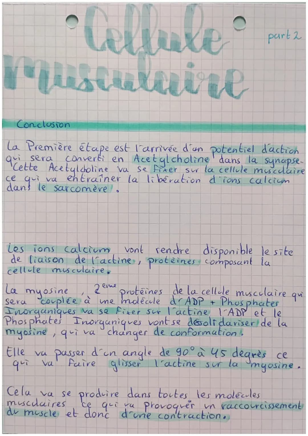 Celluke
Musculaire
Composition de la cellule musculaire
le muscle est compose de plusieurs fibres, chaque fibres d'un
muscle est une cellule