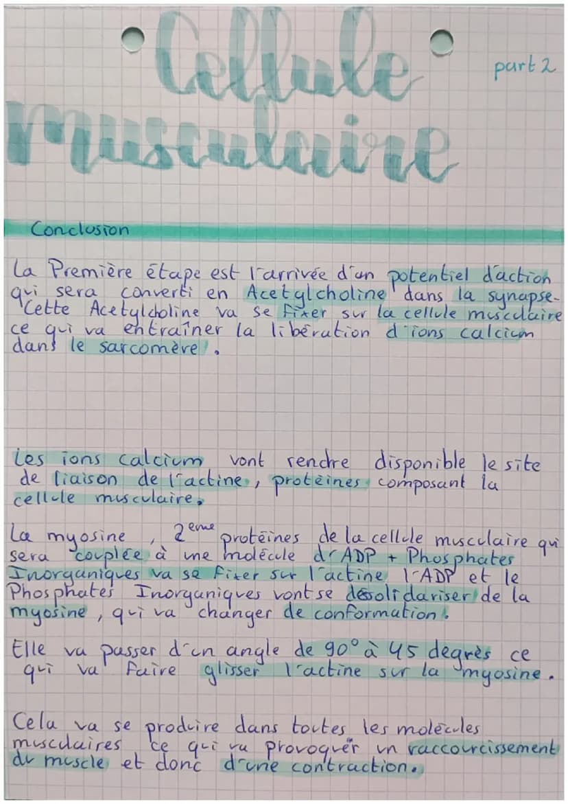 Celluke
Musculaire
Composition de la cellule musculaire
le muscle est compose de plusieurs fibres, chaque fibres d'un
muscle est une cellule