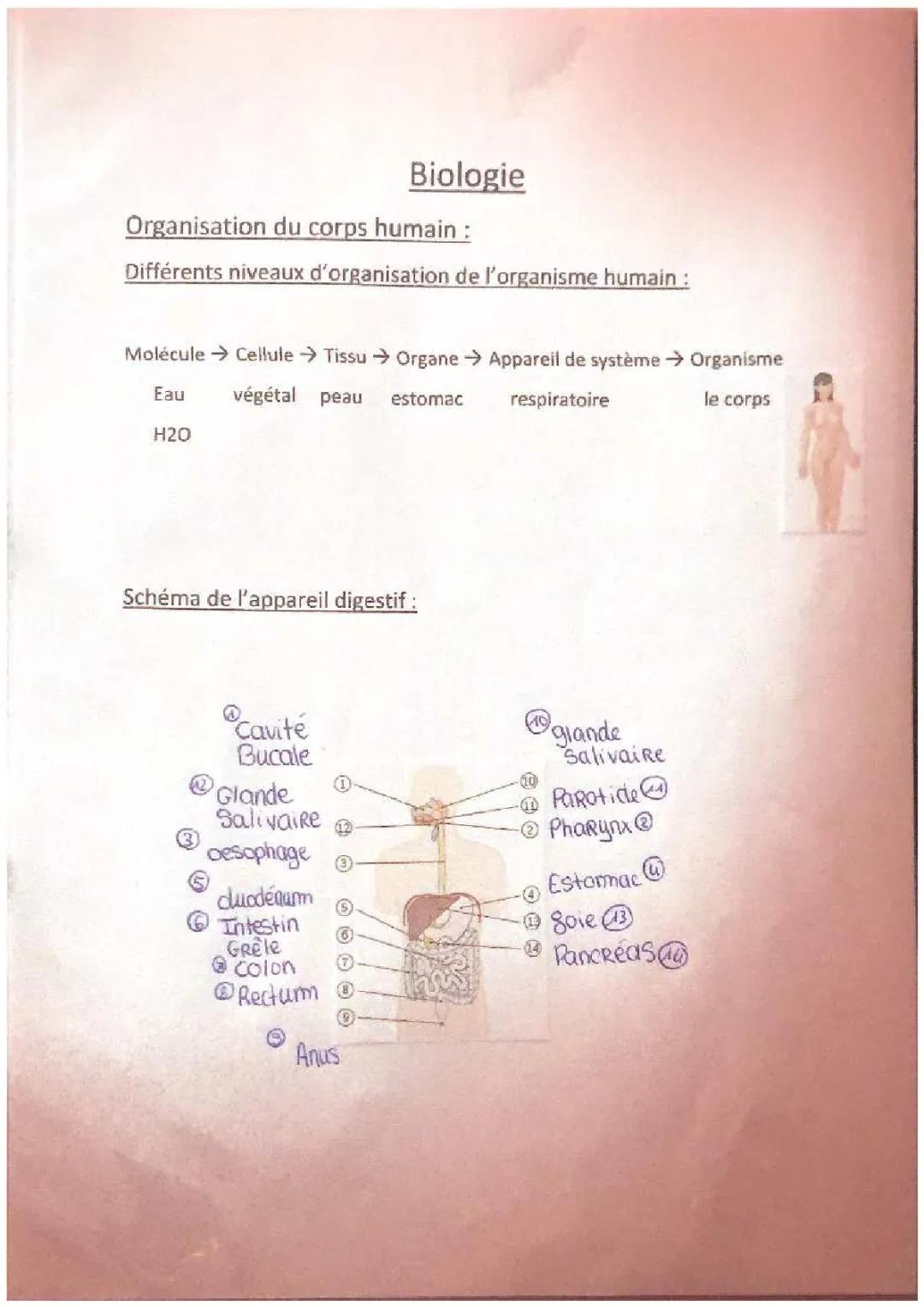organisation du corps humain 