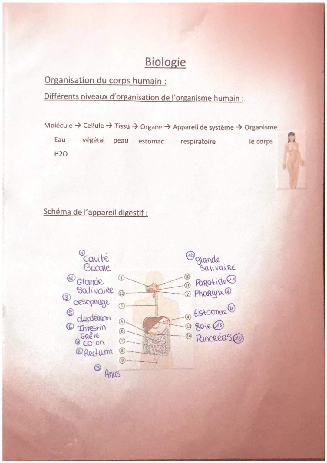 Organisation du corps humain:
Différents niveaux d'organisation de l'organisme humain :
Molécule → Cellule Tissu Organe → Appareil de systèm