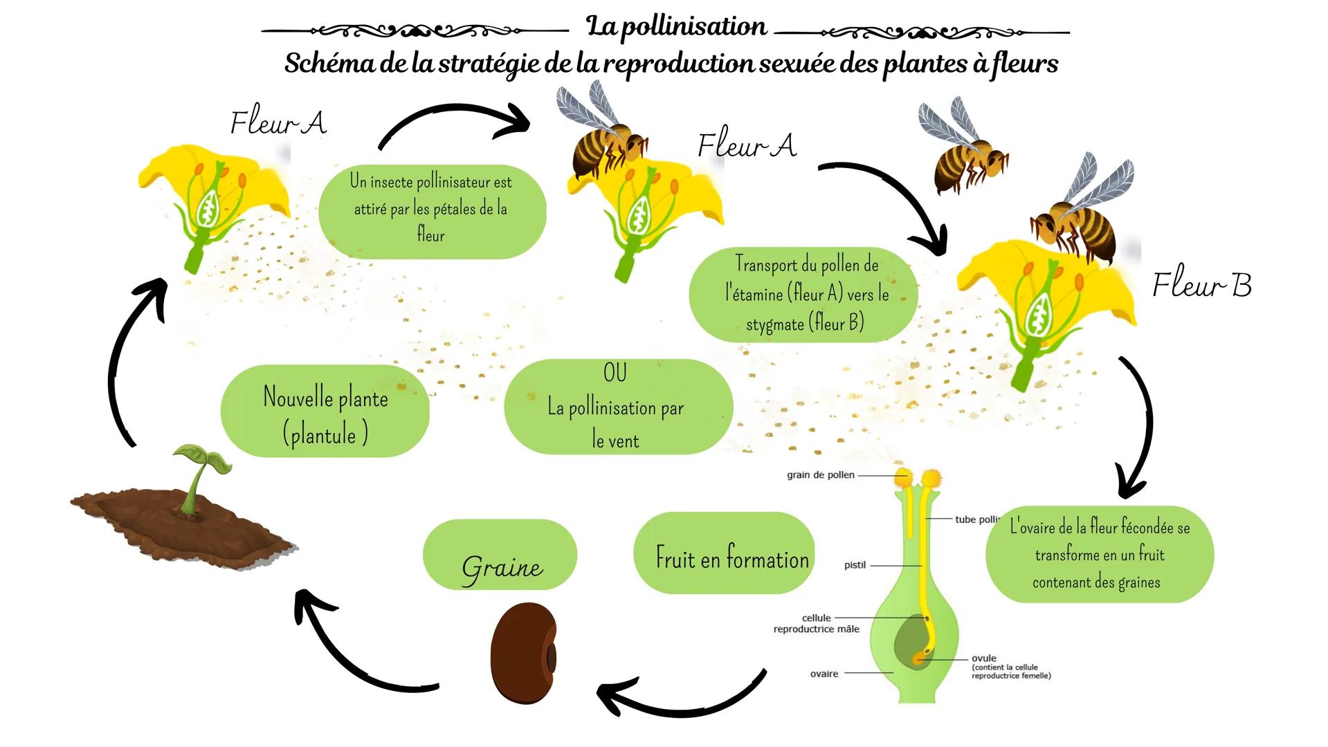 La pollinisation
Schéma de la stratégie de la reproduction sexuée des plantes à fleurs
Fleur A
Fleur A
Un insecte pollinisateur est
attiré p