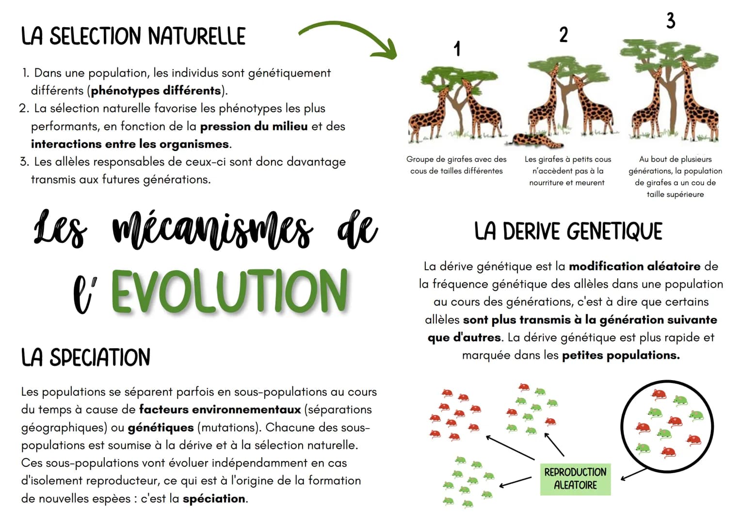 LA SELECTION NATURELLE
1. Dans une population, les individus sont génétiquement
différents (phénotypes différents).
2. La sélection naturell