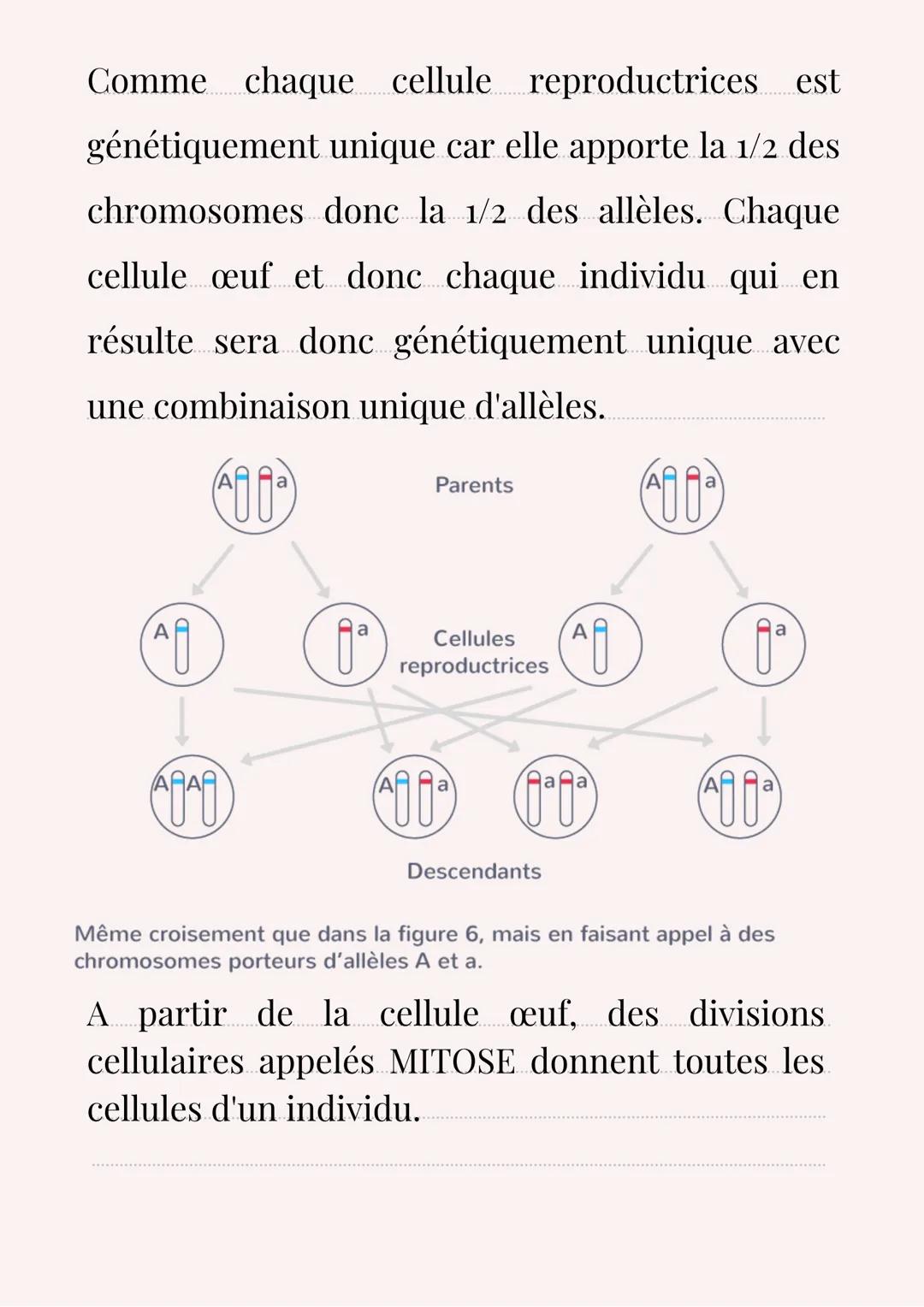 SVT
Introduction:
Les individus d'une population ont des
caractères de leur espèce et des variations
des ces caractères. Ils s'observent à l