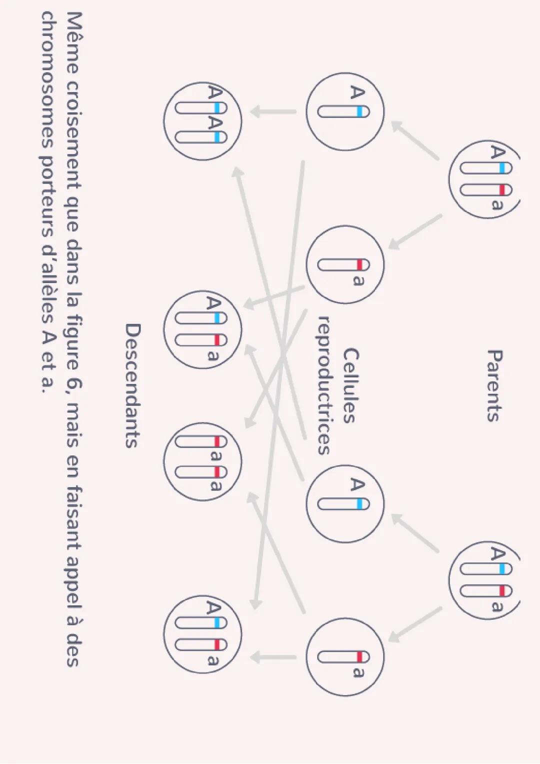 SVT
Introduction:
Les individus d'une population ont des
caractères de leur espèce et des variations
des ces caractères. Ils s'observent à l