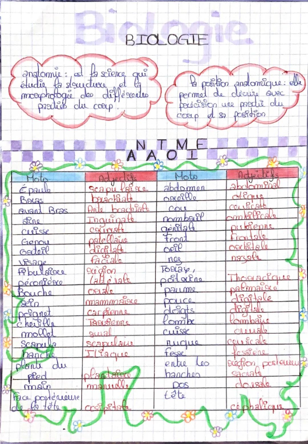 Anatomie 