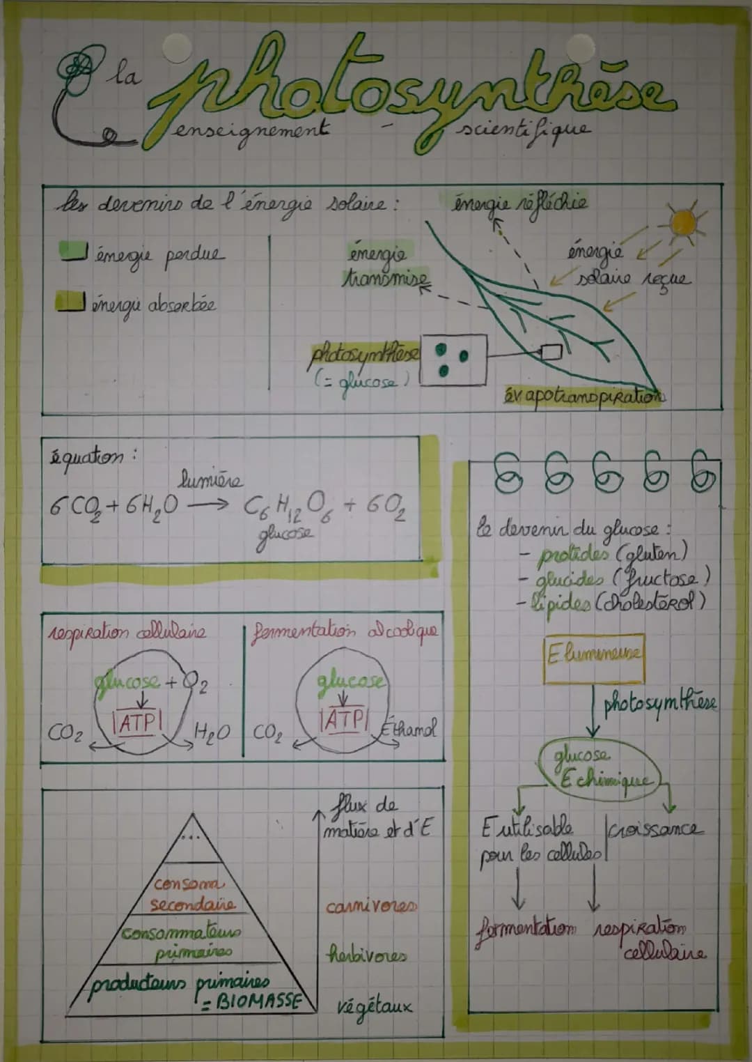 La Photosynthèse et Énergie Solaire: Cours et Exercices Faciles pour Enfants