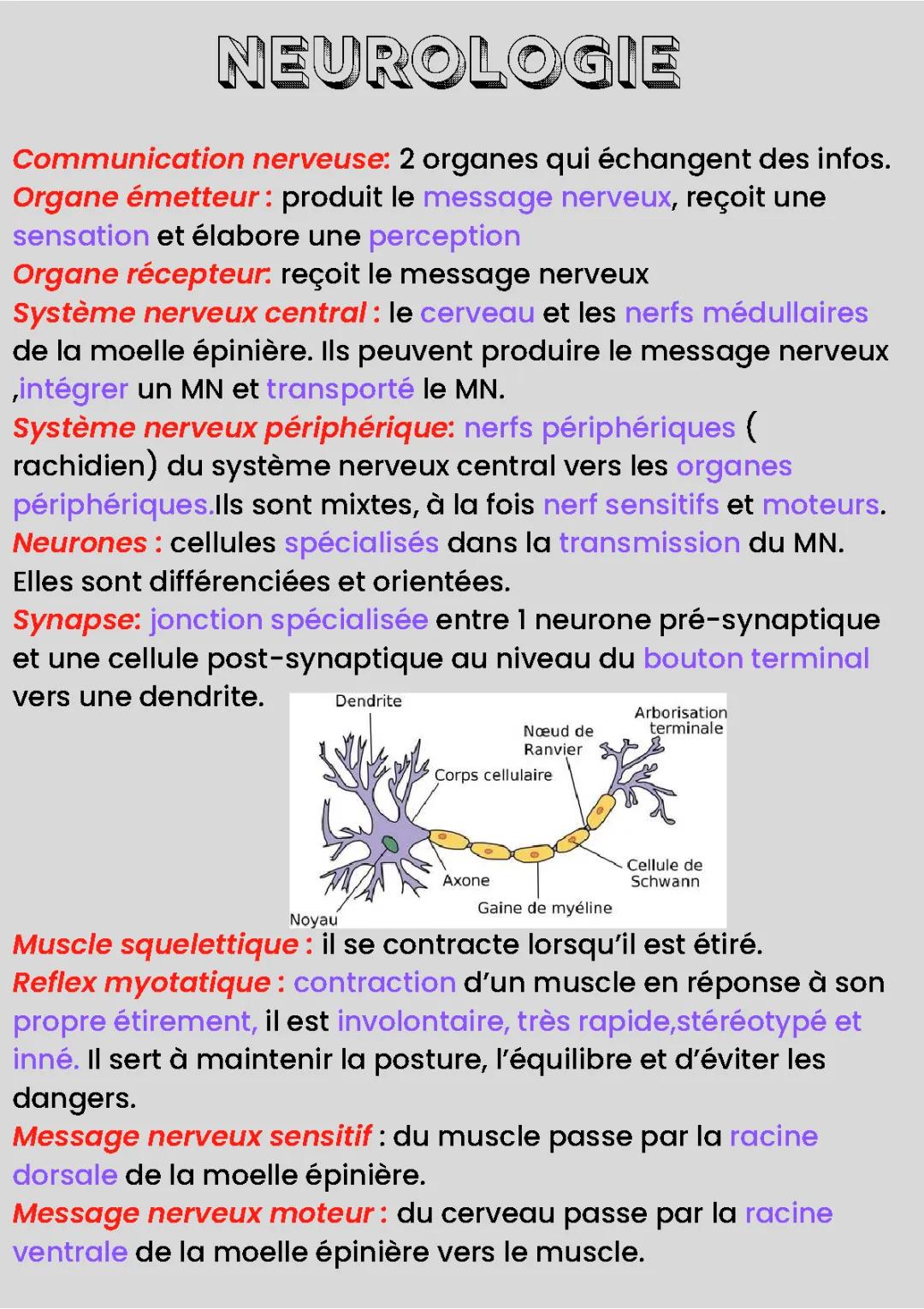 SVT-Reflex myotatique et contraction musculaire 