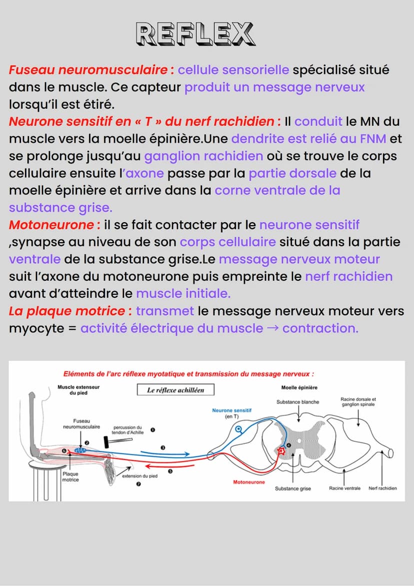 NEUROLOGIE
Communication nerveuse: 2 organes qui échangent des infos.
Organe émetteur : produit le message nerveux, reçoit une
sensation et 