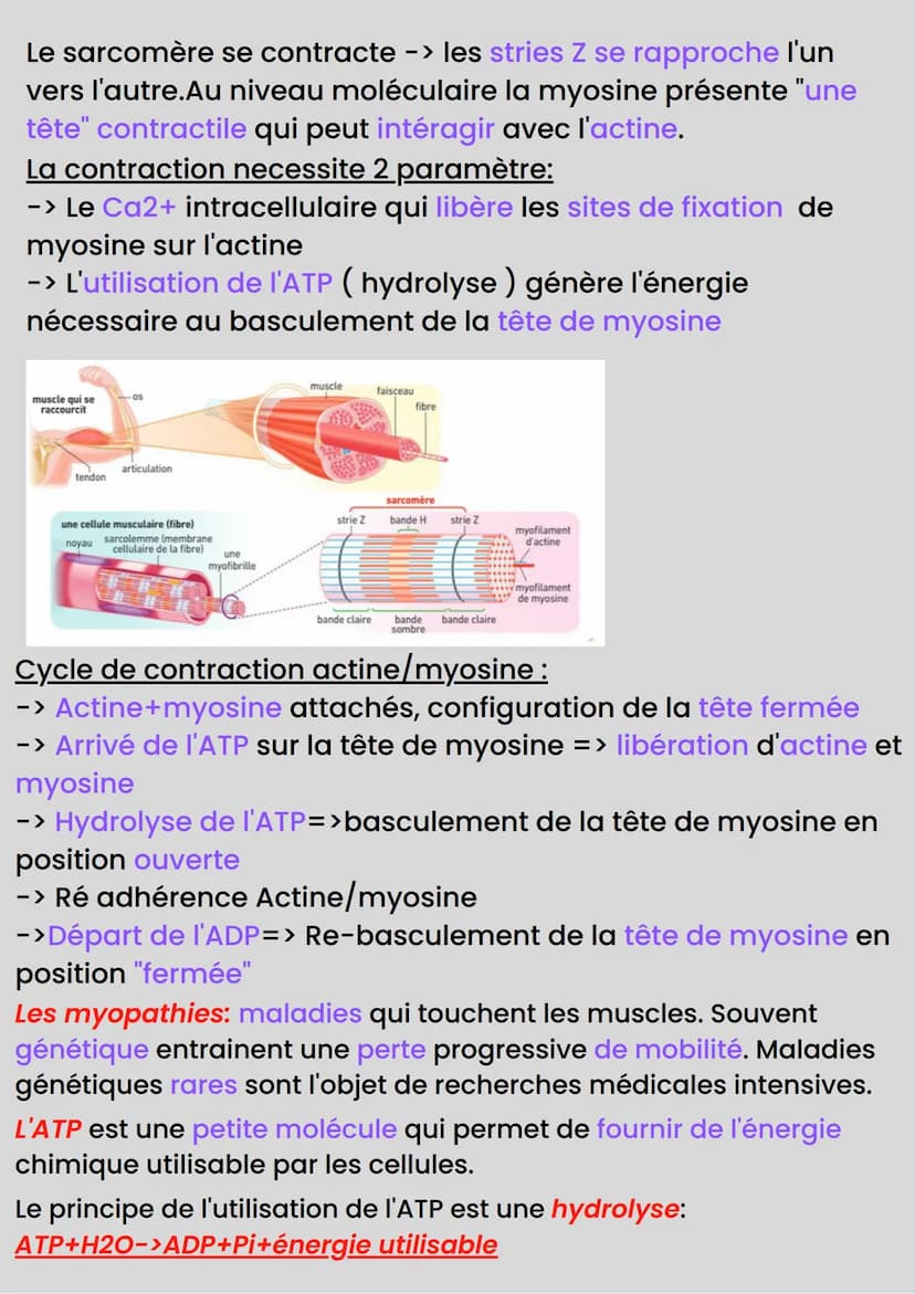 NEUROLOGIE
Communication nerveuse: 2 organes qui échangent des infos.
Organe émetteur : produit le message nerveux, reçoit une
sensation et 