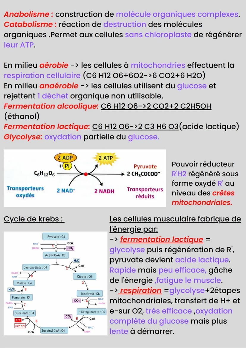 NEUROLOGIE
Communication nerveuse: 2 organes qui échangent des infos.
Organe émetteur : produit le message nerveux, reçoit une
sensation et 