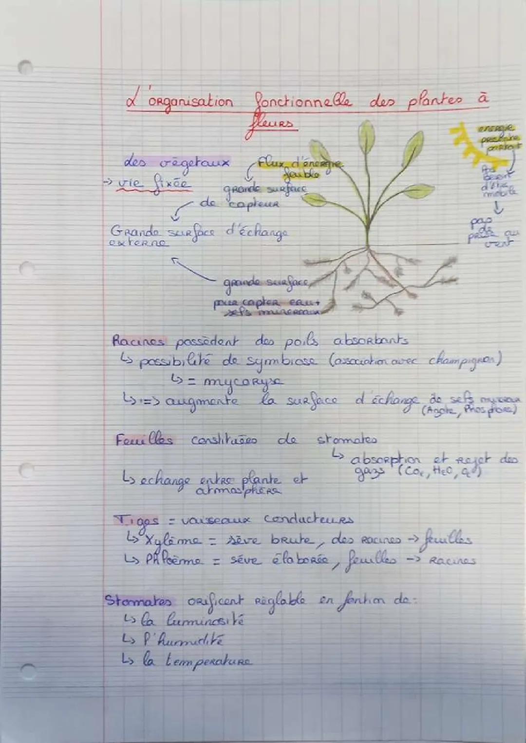 Organisation fonctionnelle des plantes à fleurs - Fiche de révision terminale