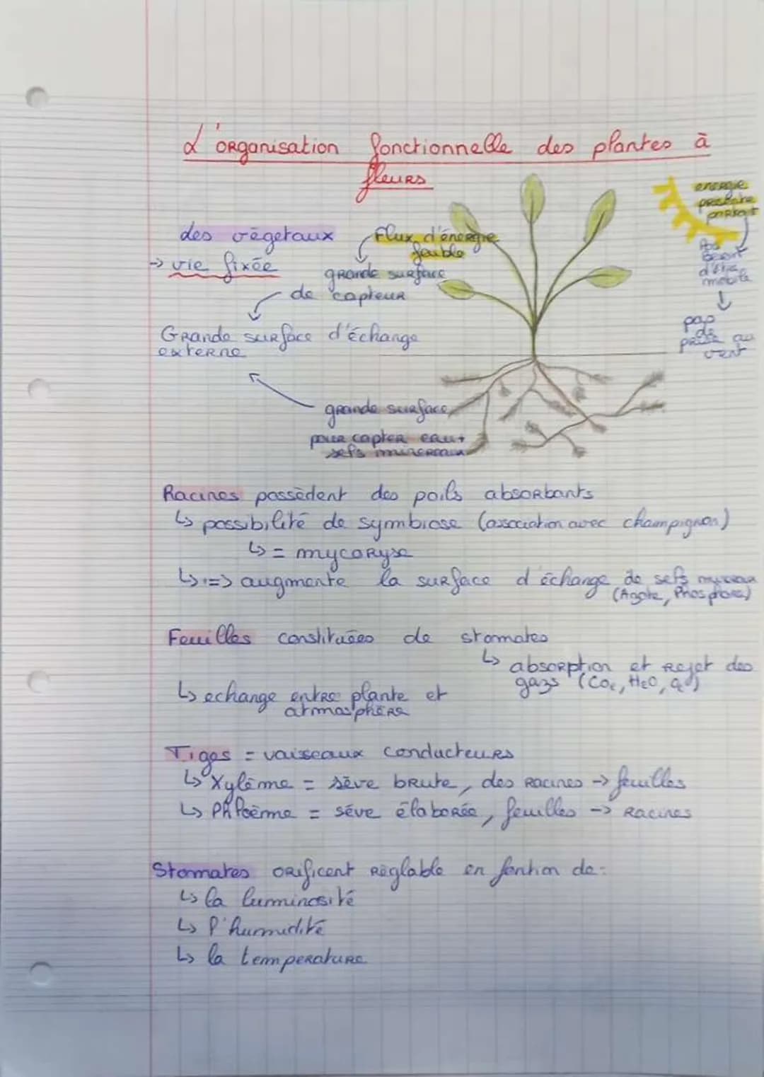 L'organisation fonctionnelle des plantes à
fleurs
des végétaux
→ vie fixée
Flux d'énergie
grande surface
de capteur
✓
Grande surface d'échan