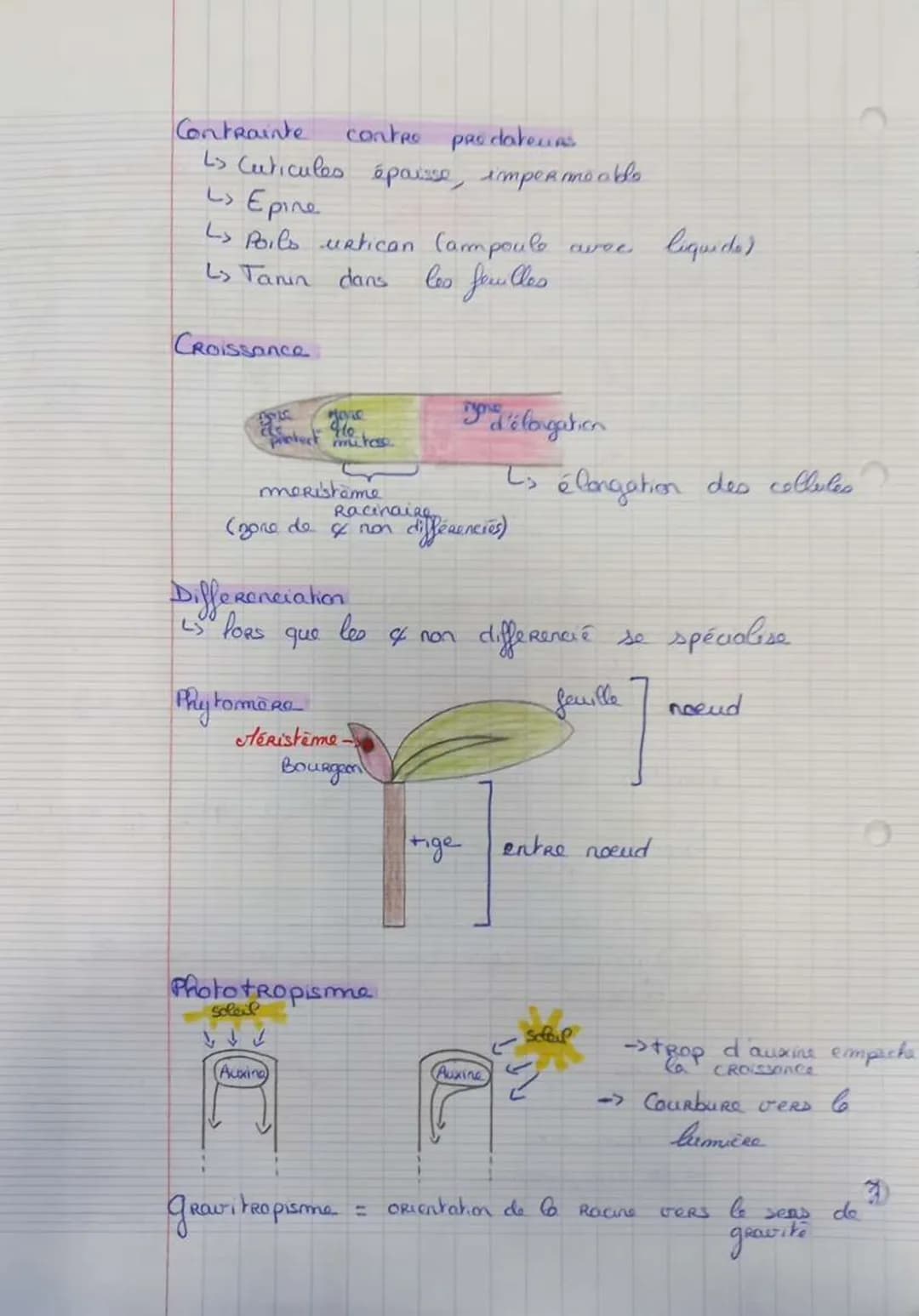 L'organisation fonctionnelle des plantes à
fleurs
des végétaux
→ vie fixée
Flux d'énergie
grande surface
de capteur
✓
Grande surface d'échan