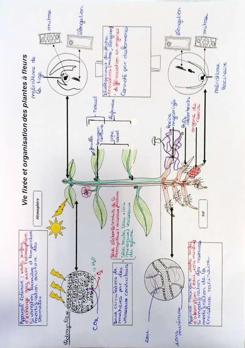 L'organisation fonctionnelle des plantes à
fleurs
des végétaux
→ vie fixée
Flux d'énergie
grande surface
de capteur
✓
Grande surface d'échan