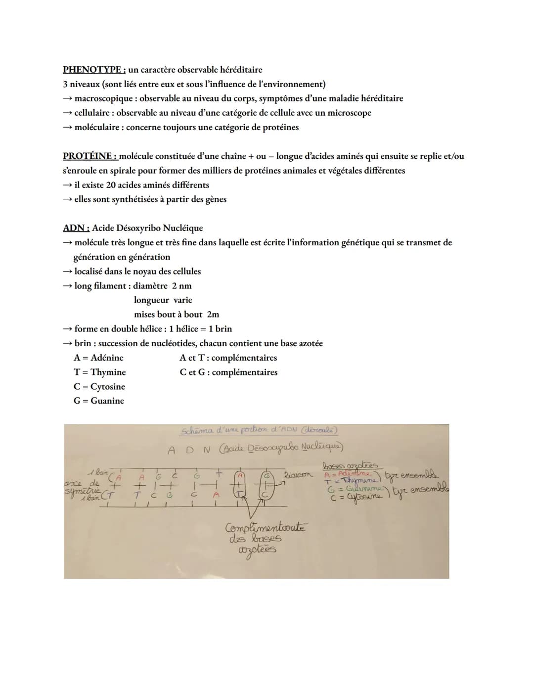 PHENOTYPE: un caractère observable héréditaire
3 niveaux (sont liés entre eux et sous l'influence de l'environnement)
→ macroscopique: obser