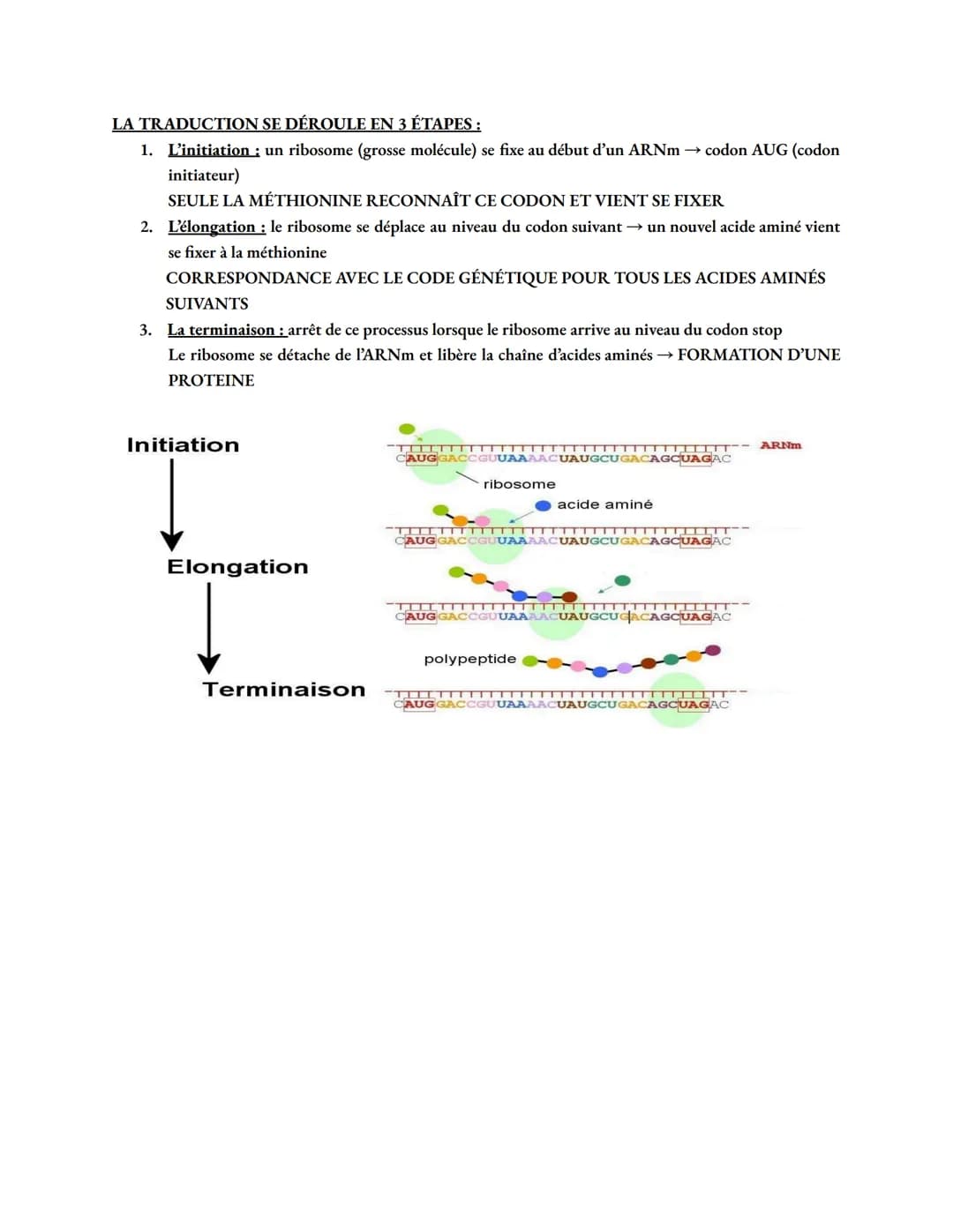 PHENOTYPE: un caractère observable héréditaire
3 niveaux (sont liés entre eux et sous l'influence de l'environnement)
→ macroscopique: obser