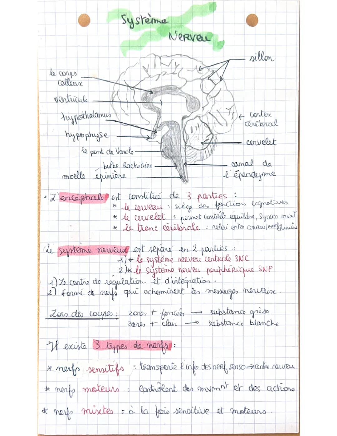 Biologie Physio Pathologie Humaine ST2S Système nerveux et squelette