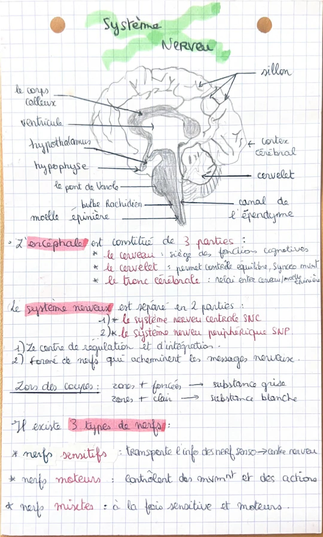 Système
Nerveu
sillon
ве согра
Calleux
ventricule
hypothalamus
hypophyse
le pont de Vanole.
bulbe Rachidien.
moelle épinière
15+ cortex
Cere