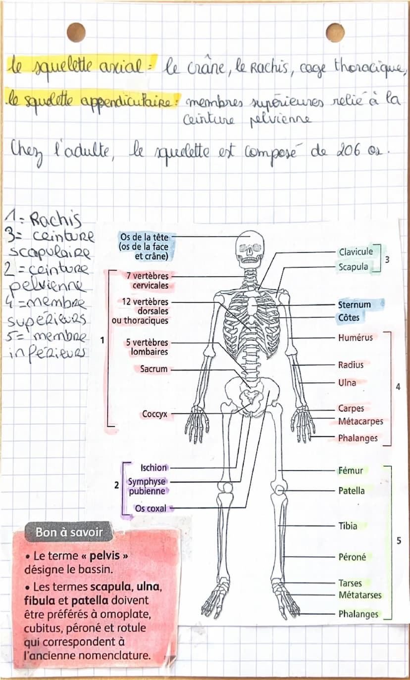 Système
Nerveu
sillon
ве согра
Calleux
ventricule
hypothalamus
hypophyse
le pont de Vanole.
bulbe Rachidien.
moelle épinière
15+ cortex
Cere