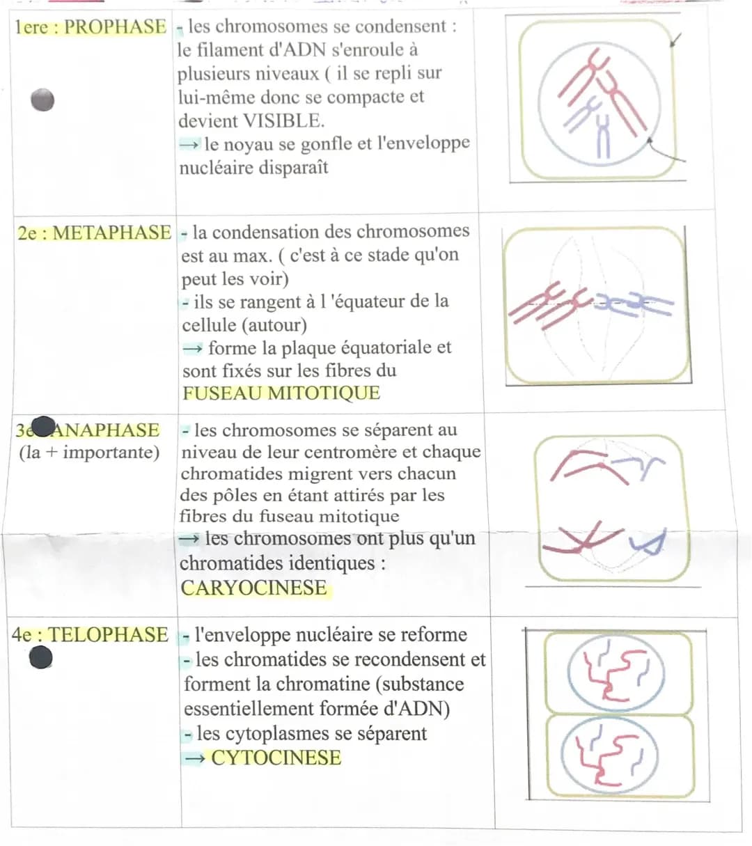 La mitose 
