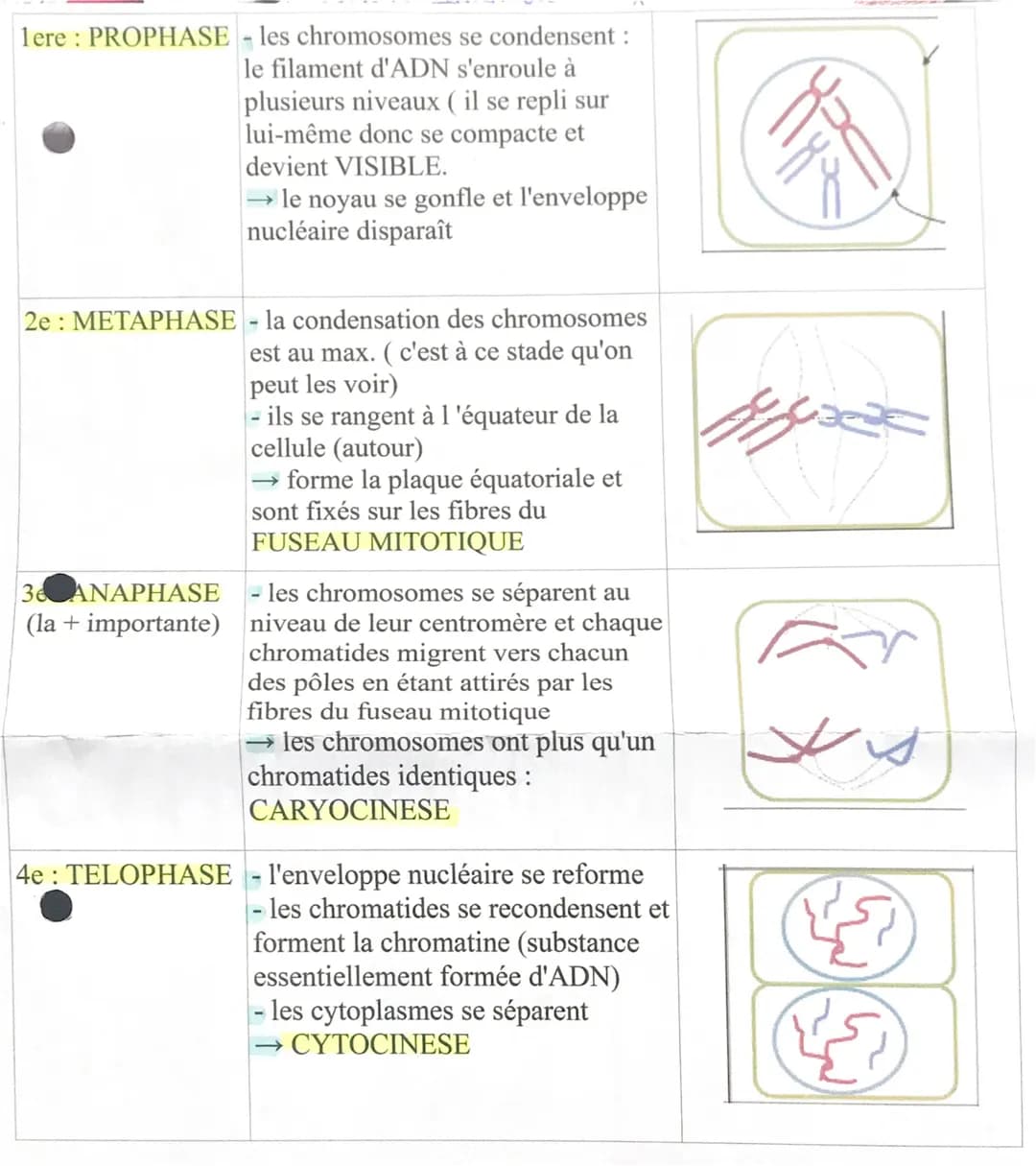 1ere: PROPHASE - les chromosomes se condensent :
le filament d'ADN s'enroule à
plusieurs niveaux (il se repli sur
lui-même donc se compacte 