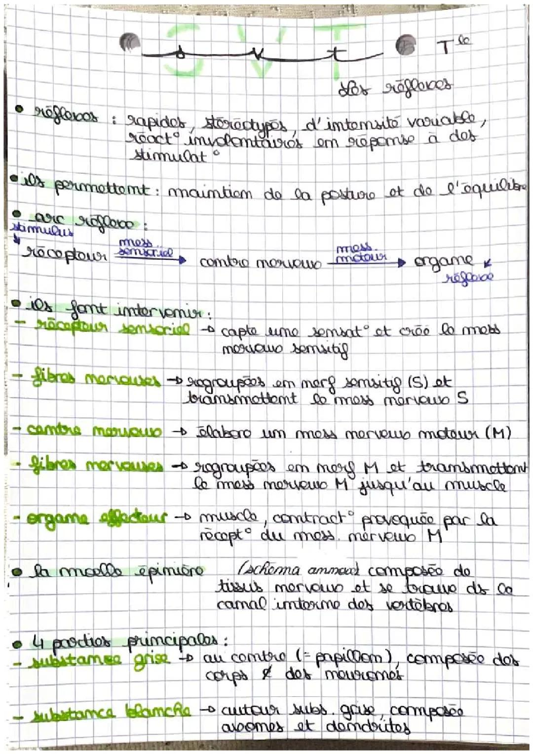 Fiche de révision SVT Terminale - Les réflexes et la communication nerveuse (PDF inclus)