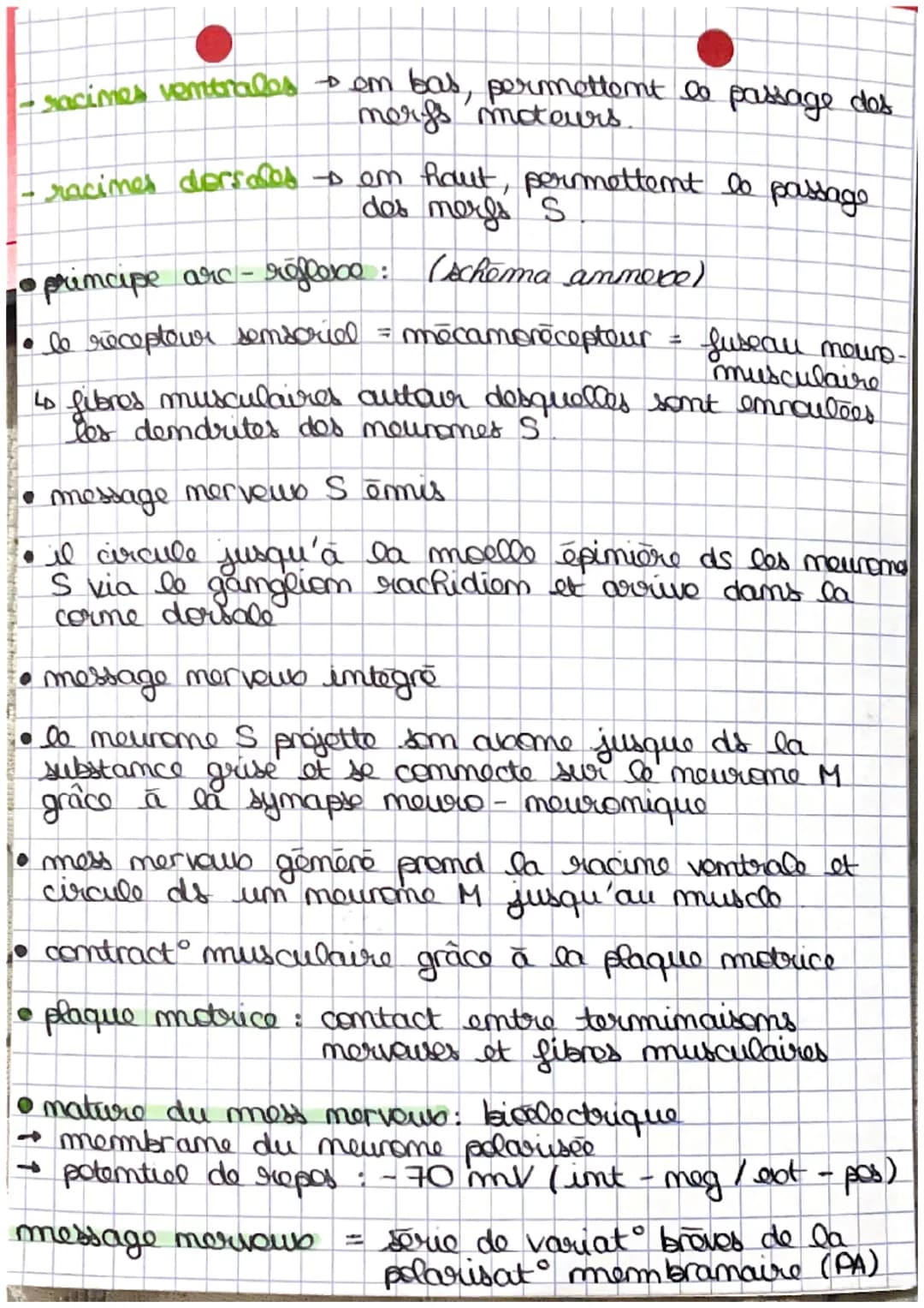 •
mess
receptour sensorial
-
t
Les reflexes
reflexos : rapides stereotypes d'intensite variable,
react involontaires en réponse à des
stimul