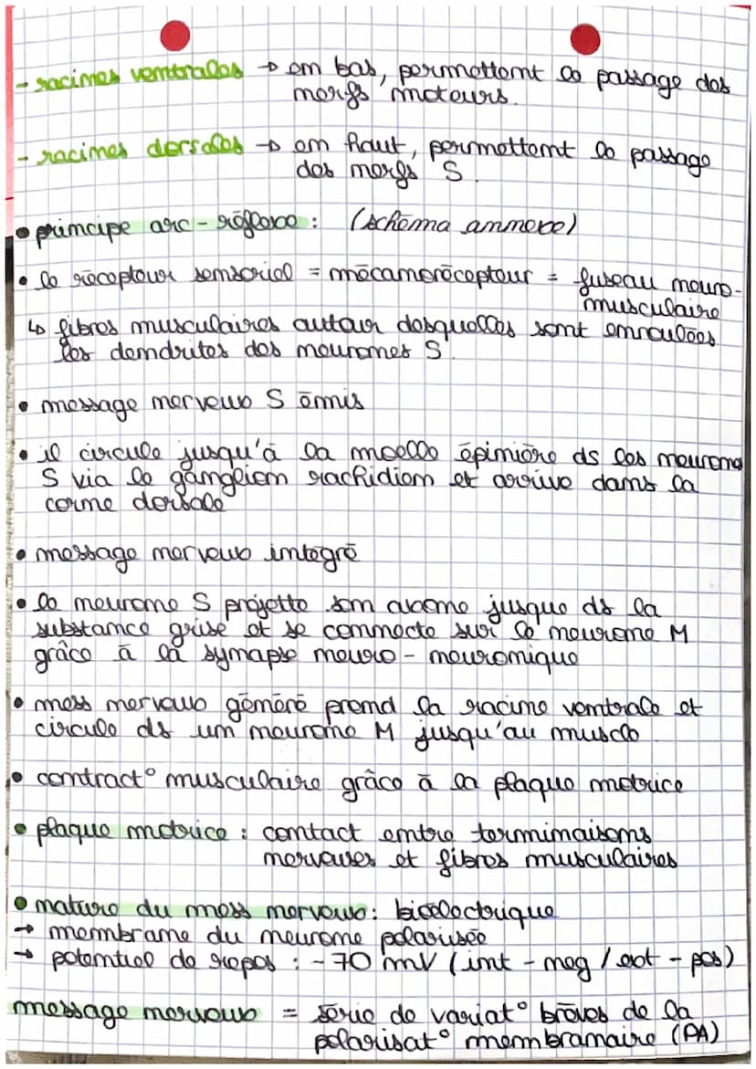 •
mess
receptour sensorial
-
t
Les reflexes
reflexos : rapides stereotypes d'intensite variable,
react involontaires en réponse à des
stimul