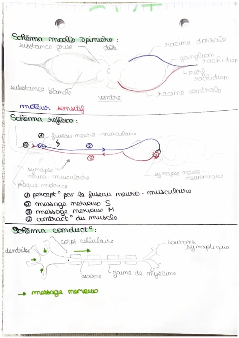 •
mess
receptour sensorial
-
t
Les reflexes
reflexos : rapides stereotypes d'intensite variable,
react involontaires en réponse à des
stimul