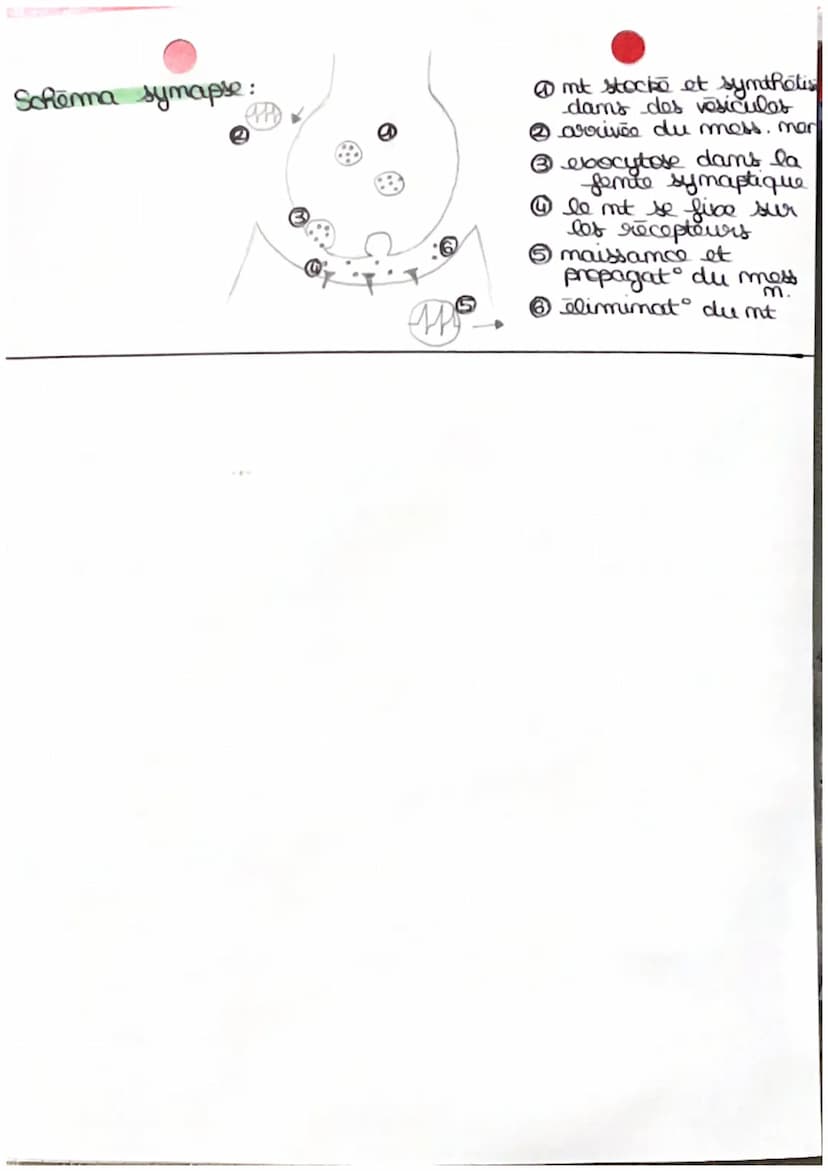 •
mess
receptour sensorial
-
t
Les reflexes
reflexos : rapides stereotypes d'intensite variable,
react involontaires en réponse à des
stimul