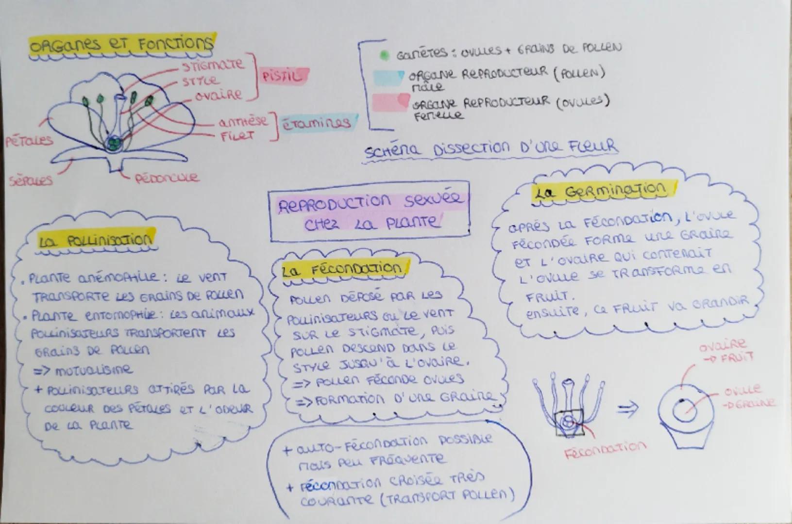 # Organes et Fonctions

Stigmate
STYLE

ovaire

antèse
FILET

Pétales

Pédoncure

sepaves

PISTIL

Jétamines

Ganètes: ovules + GRAINS DE PO
