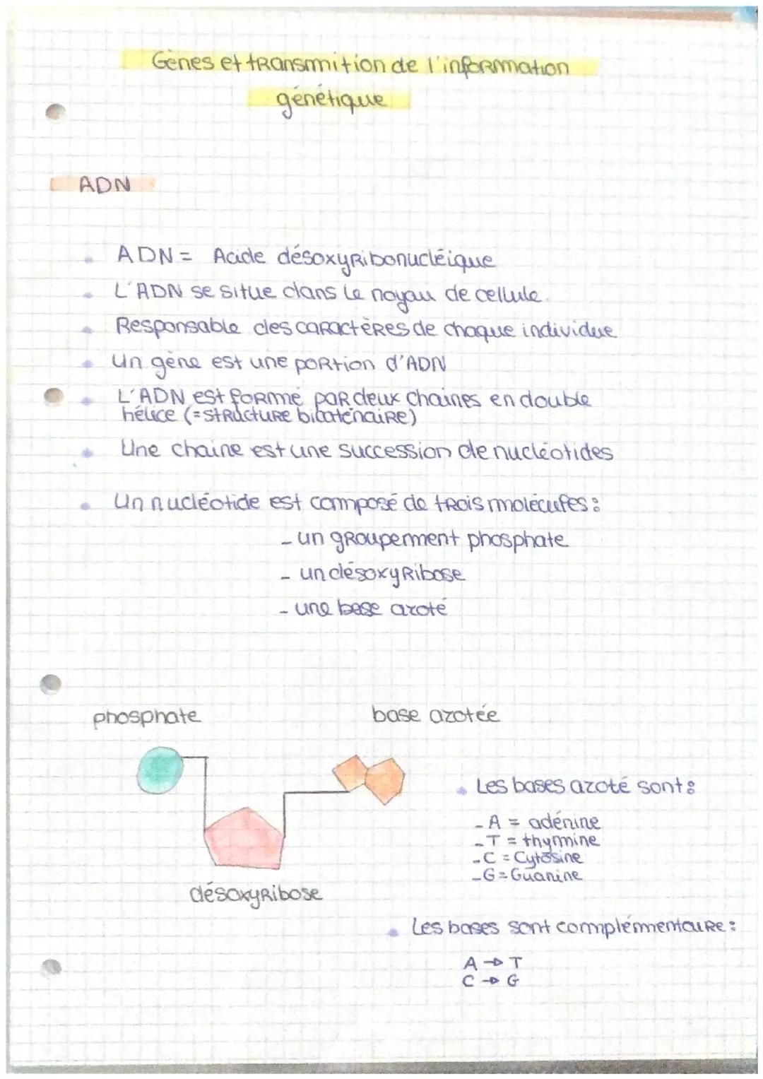 Tout savoir sur l'ADN, l'ARN et les mutations en génétique