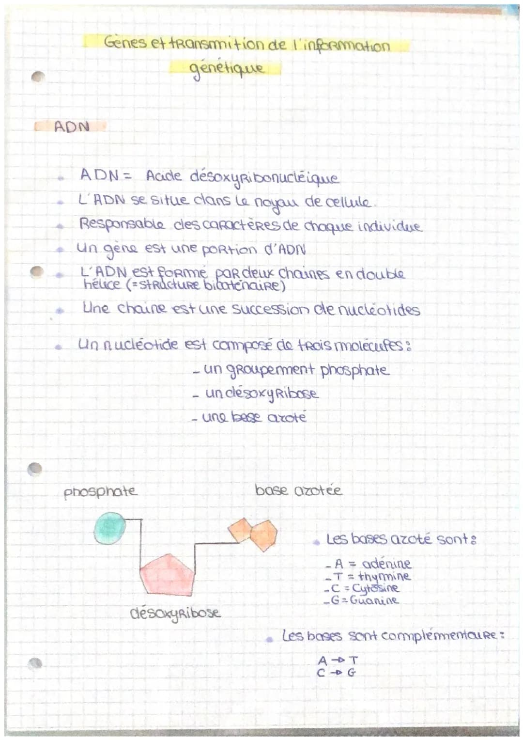 ADN
Genes et transmition de l'information
génétique
ADN = Acide desoxyribonucleique
L'ADN se situe clans le
de cellule
noyou
Responsable cle