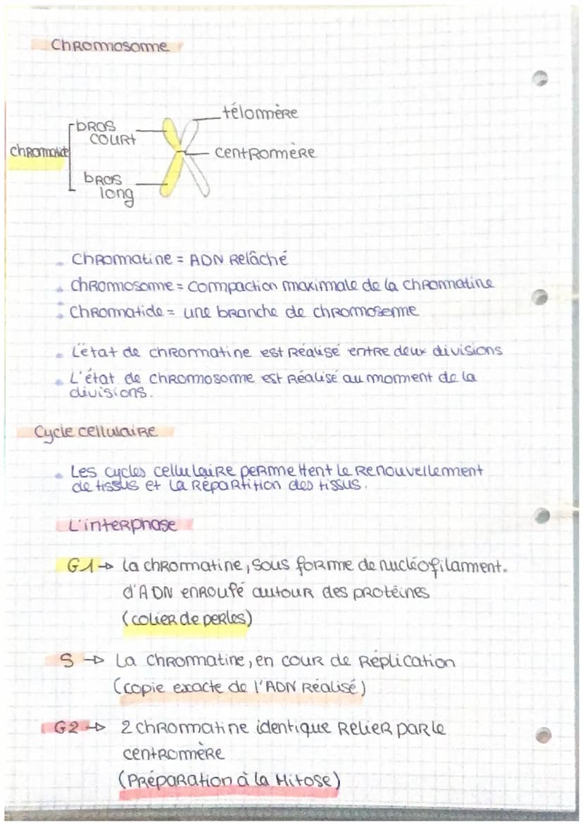 ADN
Genes et transmition de l'information
génétique
ADN = Acide desoxyribonucleique
L'ADN se situe clans le
de cellule
noyou
Responsable cle