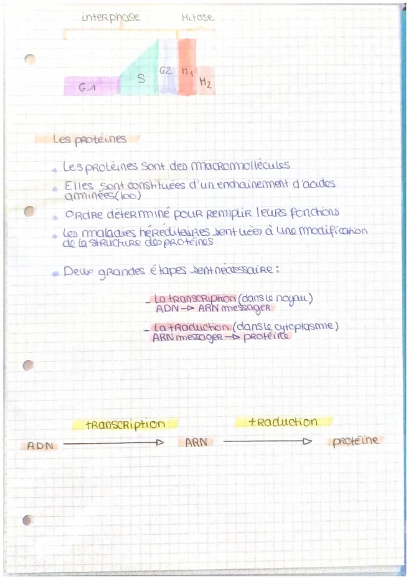 ADN
Genes et transmition de l'information
génétique
ADN = Acide desoxyribonucleique
L'ADN se situe clans le
de cellule
noyou
Responsable cle