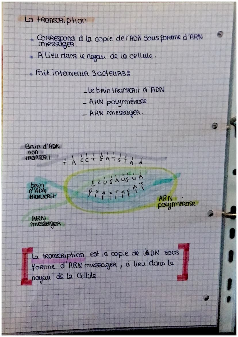 ADN
Genes et transmition de l'information
génétique
ADN = Acide desoxyribonucleique
L'ADN se situe clans le
de cellule
noyou
Responsable cle