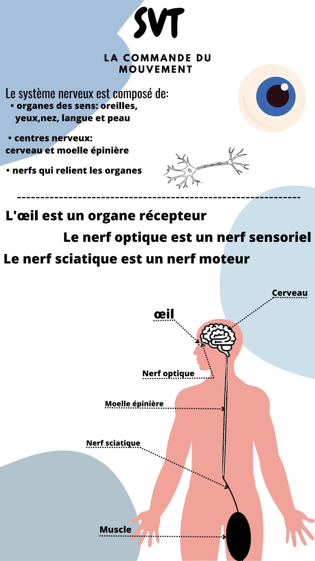 SVT
LA COMMANDE DU
MOUVEMENT
Le système nerveux est composé de:
▪ organes des sens: oreilles,
yeux,nez, langue et peau
▪ centres nerveux:
ce
