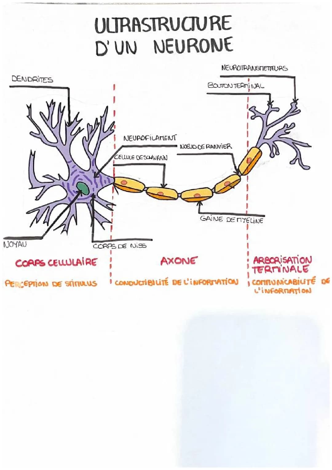 Simple Neuron Diagram for 10-Year-Olds: Learn About Neuron Structure and Role