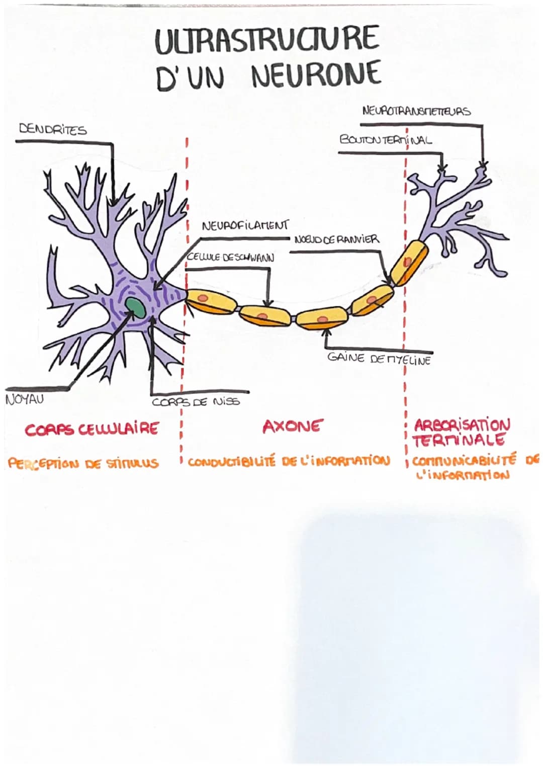 DENDRITES
NOYAU
ULTRASTRUCTURE
D'UN NEURONE
NEUROFILAMENT
CELLULE DESCHWANN
CORPS DE NISS
NEUROTRANSMETTEURS
BOUTON TERMINAL
NOEUD DE RANVIE