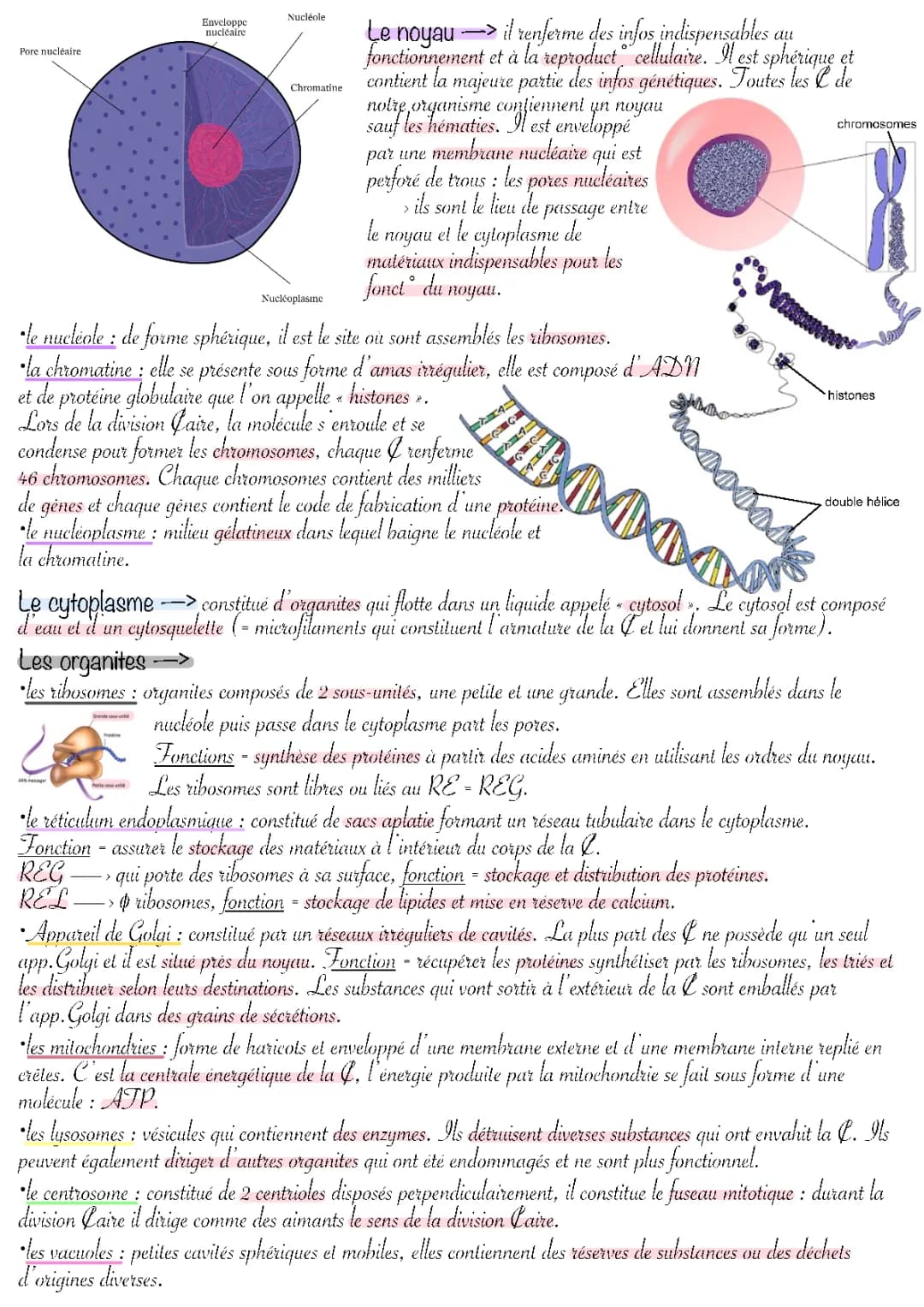 LA CELLULE ET SON ORGANISATION 