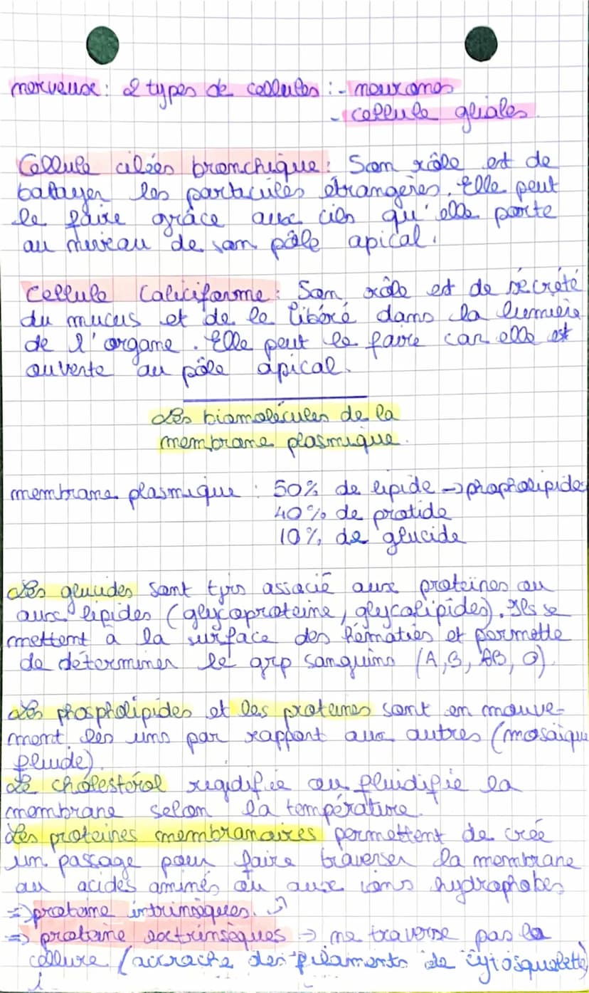 Definition.
organe: encemble de tissu pellt etre different
mais qui participe à la même fonction.
fonction des alvéoles: échange gazeux Out 