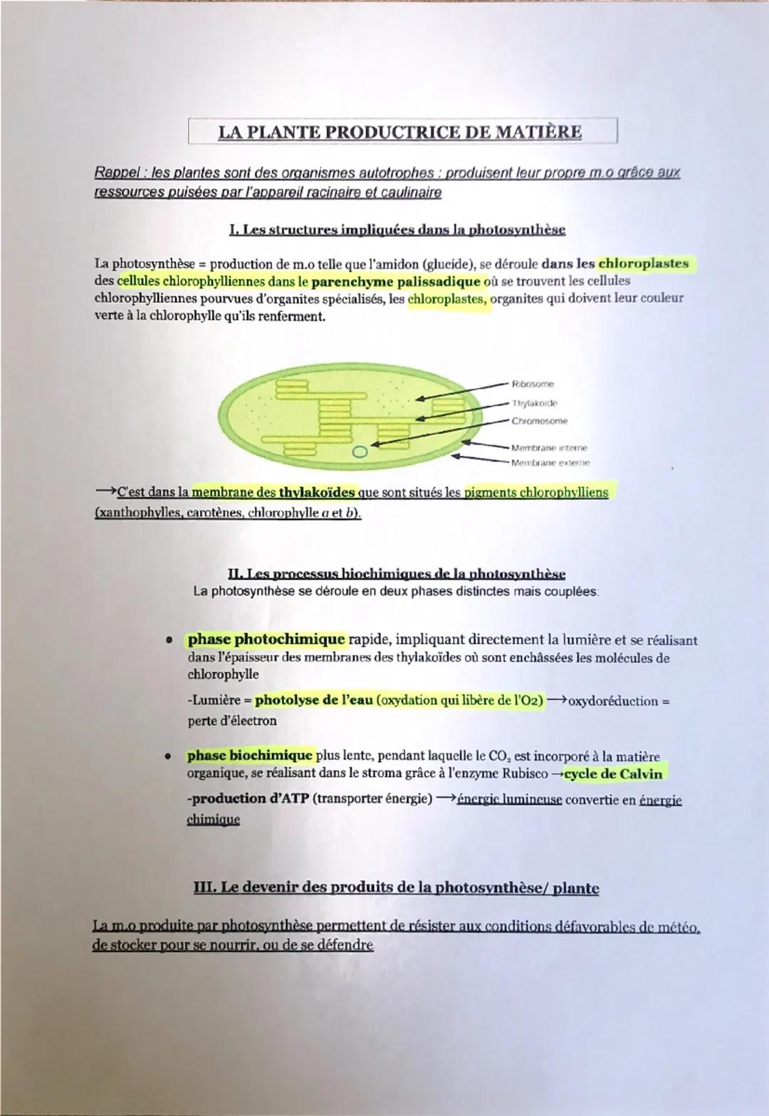 # LA PLANTE PRODUCTRICE DE MATIÈRE

Rappel : les plantes sont des organismes autotrophes : produisent leur propre m.o grâce aux ressources p