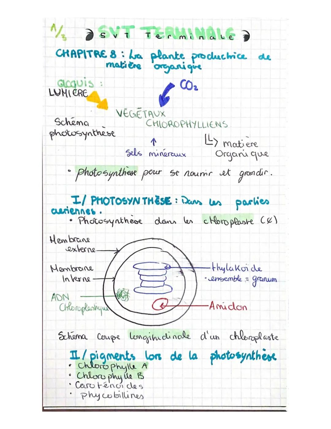 Schéma du Cycle de Calvin Terminale - La Plante Productrice de Matière Organique