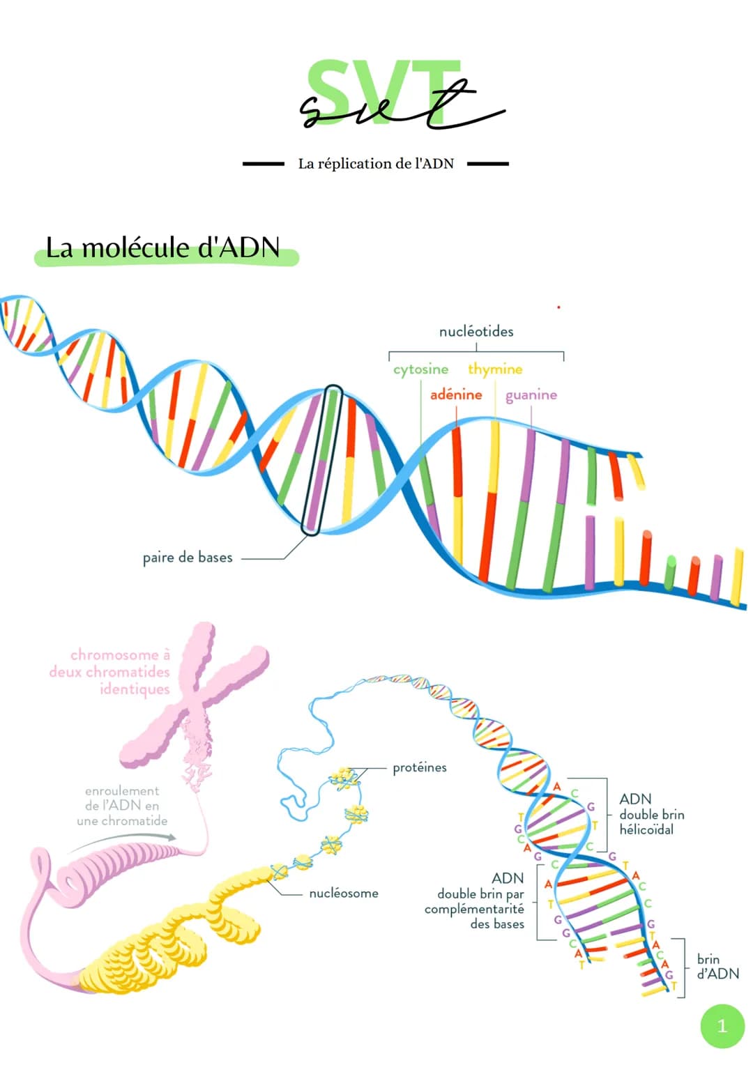 La molécule d'ADN
paire de bases
chromosome à
deux chromatides
identiques
enroulement
de l'ADN en
une chromatide
sut
La réplication de l'ADN