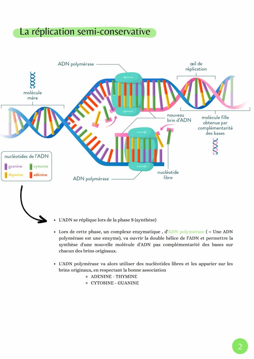 La molécule d'ADN
paire de bases
chromosome à
deux chromatides
identiques
enroulement
de l'ADN en
une chromatide
sut
La réplication de l'ADN