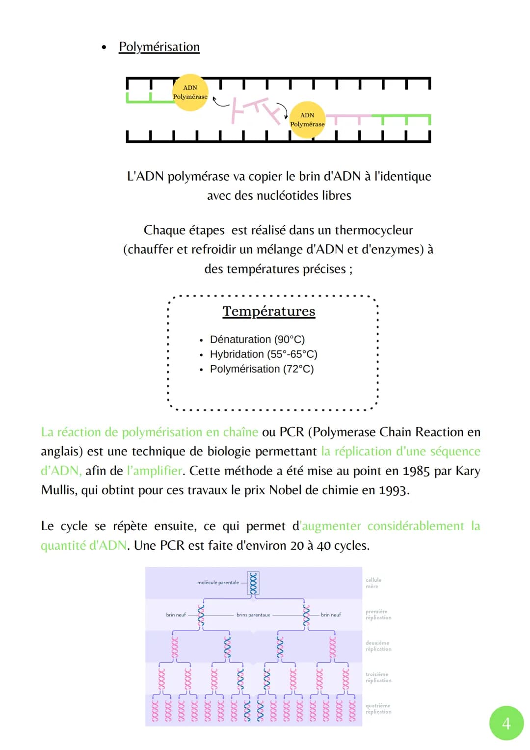 La molécule d'ADN
paire de bases
chromosome à
deux chromatides
identiques
enroulement
de l'ADN en
une chromatide
sut
La réplication de l'ADN