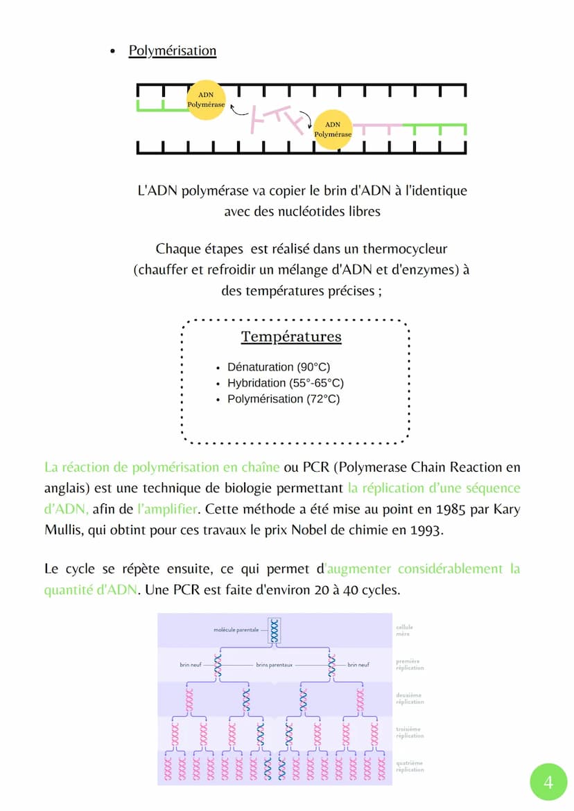 La molécule d'ADN
paire de bases
chromosome à
deux chromatides
identiques
enroulement
de l'ADN en
une chromatide
sut
La réplication de l'ADN